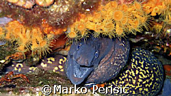 Moray-eel (muraena helena) surrounded by yellow encrustin... by Marko Perisic 